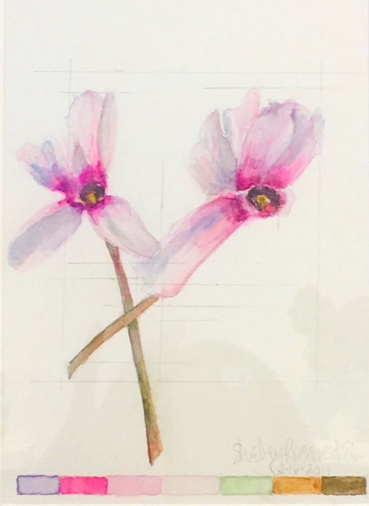Watercolor; Botanical Illustration: Cyclamen