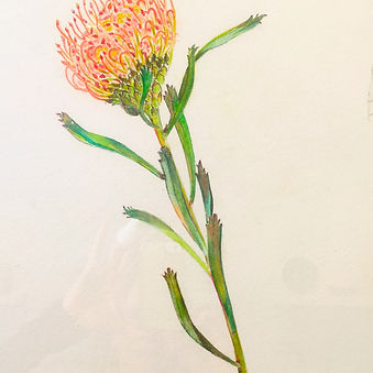 Watercolor; Botanical Illustration: Proteus
