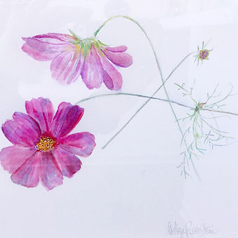 Watercolor; Botanical Illustration: Cosmos