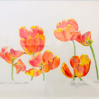 Watercolor; Botanical Illustration: Parrot Tulips