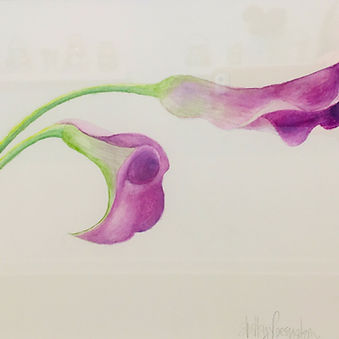 Watercolor; Botanical Illustration: Calla Lillies